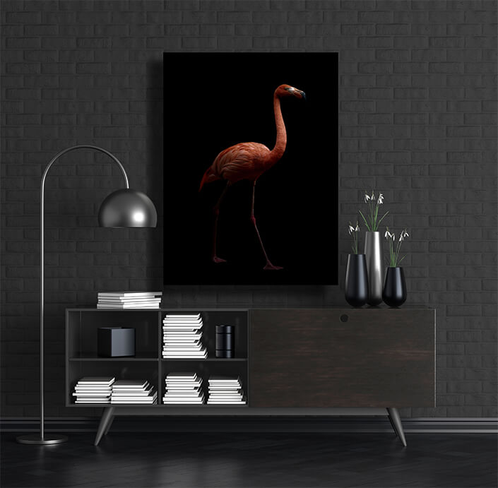 WEB002 0000 MP 0009 28009248 american flamingo bird in dark background AOAY6442
