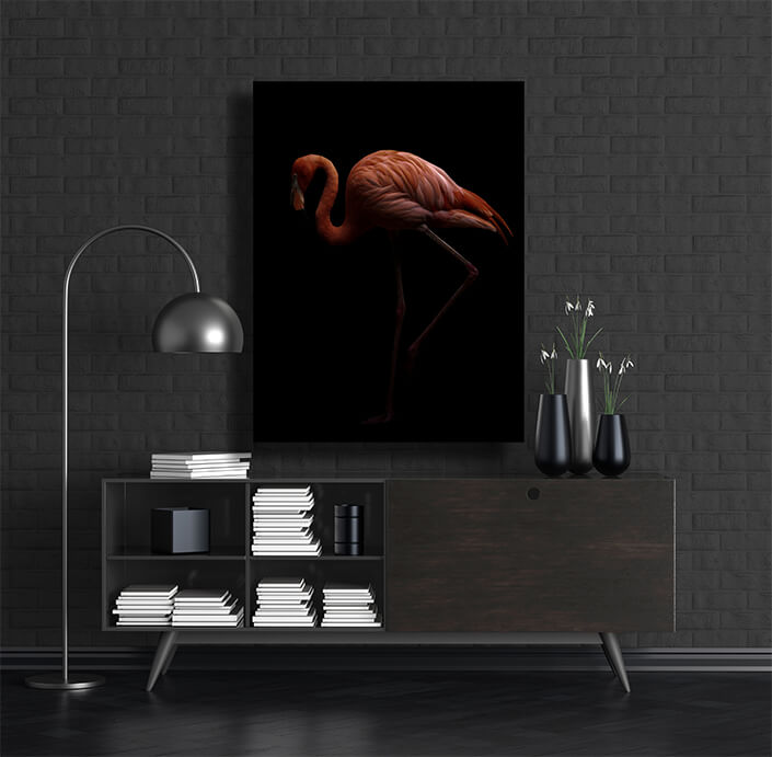 WEB002 0001 MP 0008 28009262 american flamingo bird in dark background AOAY6443