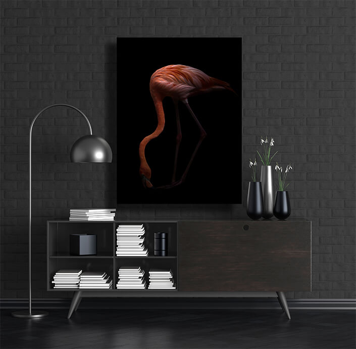 WEB002 0003 MP 0006 28009284 Nice American flamingo bird in the dark AOAY6446