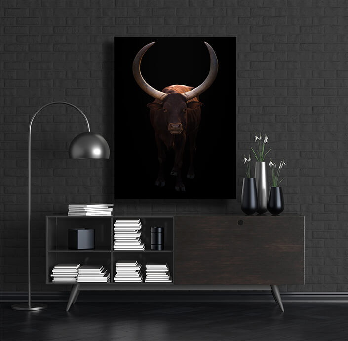 WEB002 0004 MP 0005 28633178 female ankole watusi in dark background AOAY6452