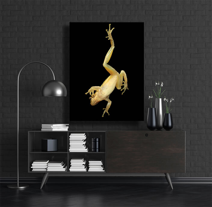 WEB002 0008 MP 0001 2901703 frog on a window AOAY6653