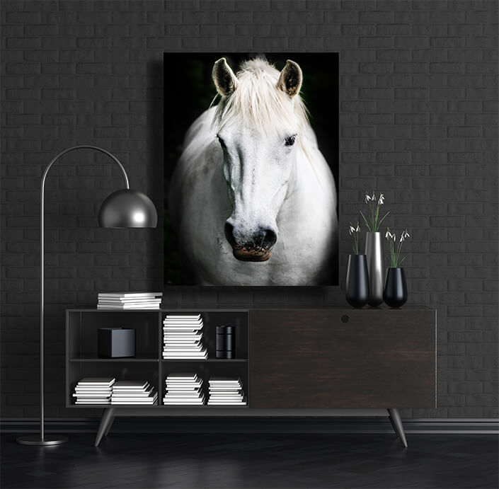 WEB002 0009 MP 0027 20608456 A white horse AOAY6127