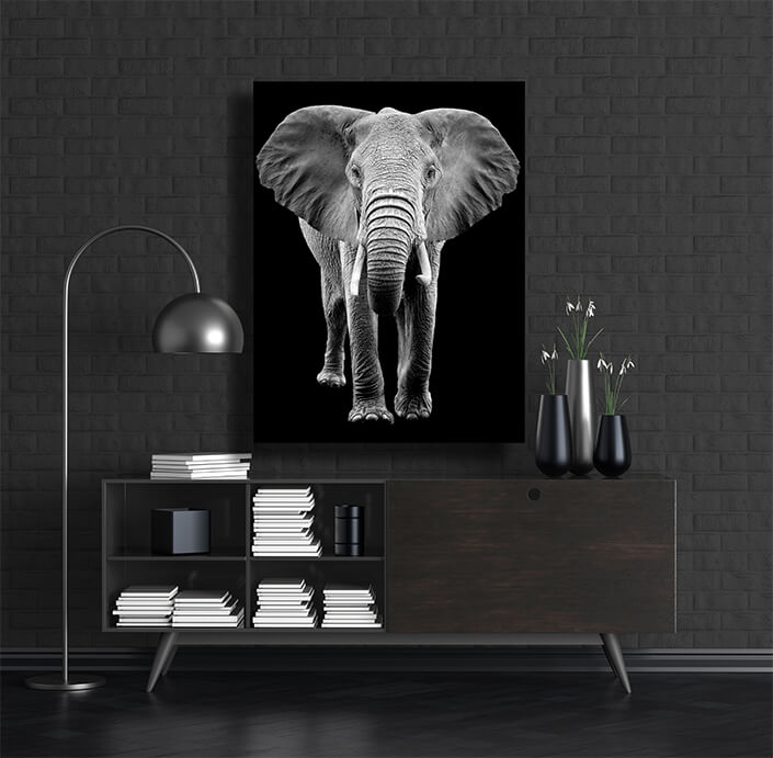 WEB002 0011 MP 0025 22503846 elephant on dark background AOAY5518