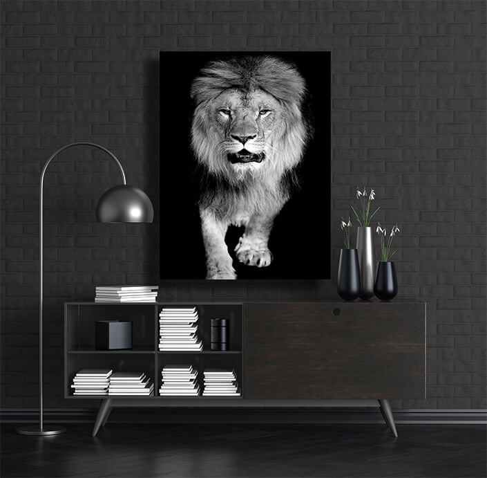 WEB002 0014 MP 0022 22503926 lion on dark background AOAY5524