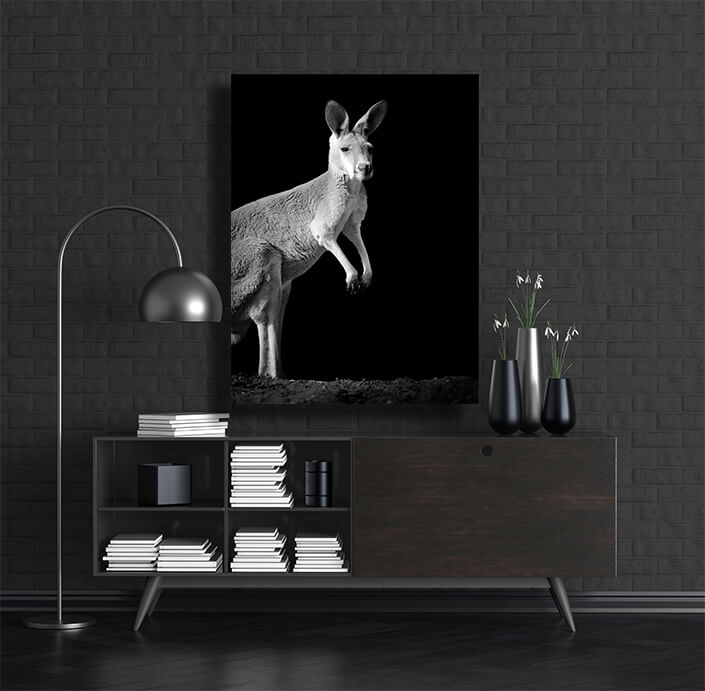 WEB002 0015 MP 0021 22503928 kangaroo on dark background AOAY6795