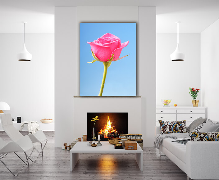 WEB002 0015 Mockups 0003 35525740 Close up of pink rose on blue AOAY7529