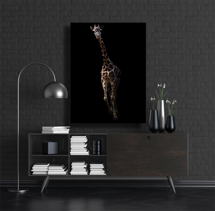 WEB002 0023 MP 0013 27815378 giraffe standing in the dark AOAY6828