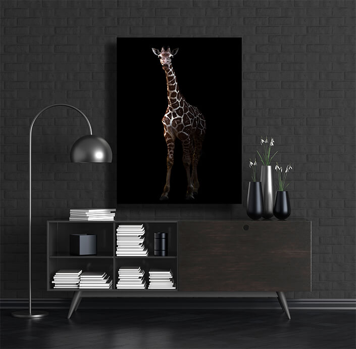 WEB002_0024_MP_0012_27815386_giraffe standing in the dark AOAY4633