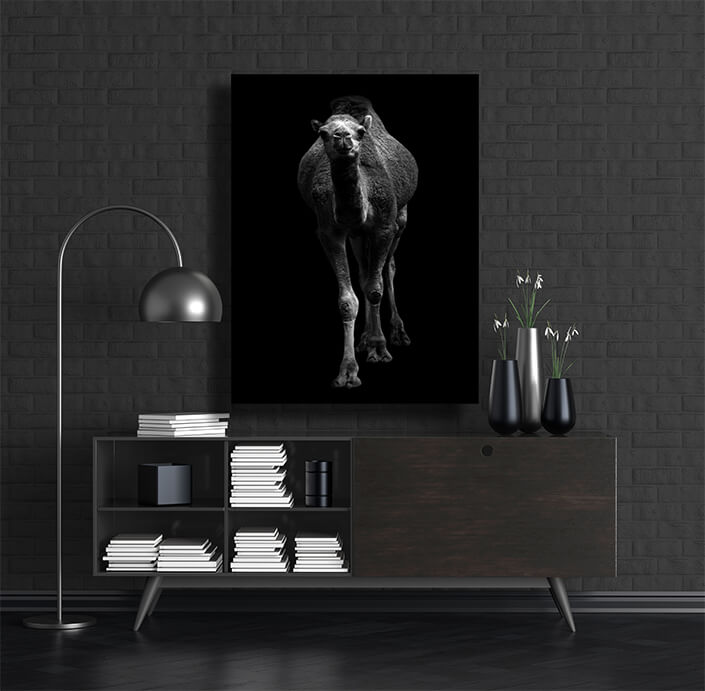 WEB002 0025 MP 0011 27815544 arabian camel standing in dark background AOAY6434