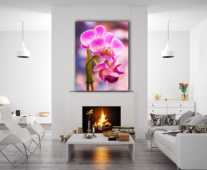 WEB002 0056 Mockups 0026 14505646 beautiful pink orchid phalaenopsis AOAY7511