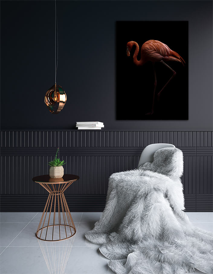 WEB003 0001 MP 0008 28009262 american flamingo bird in dark background AOAY6443