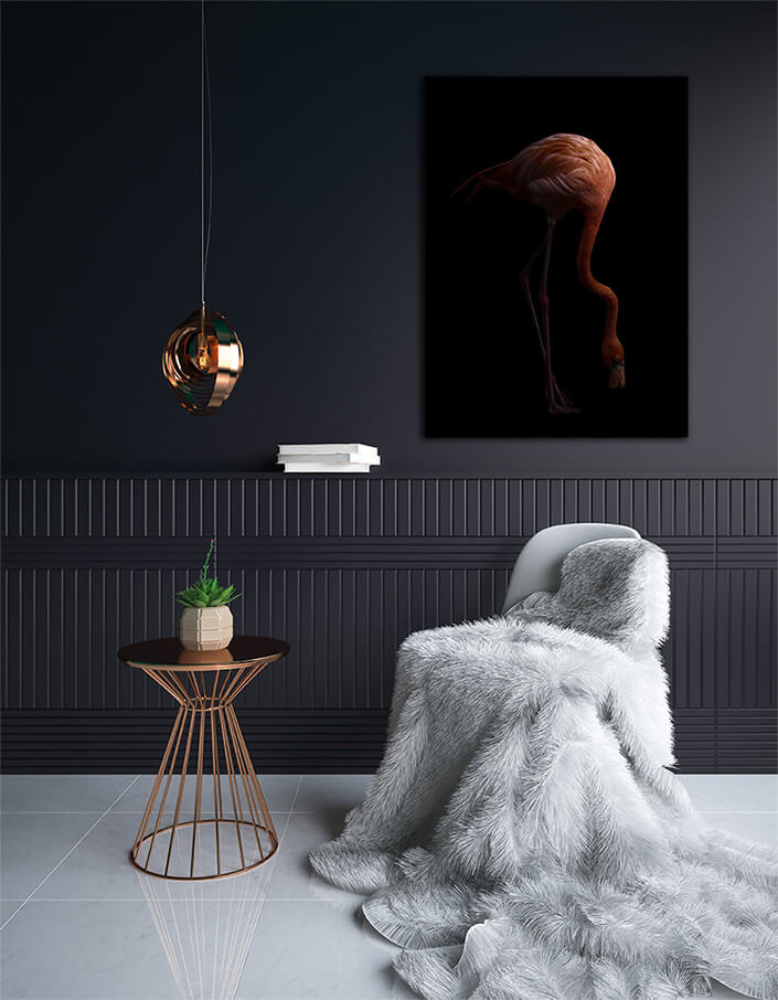 WEB003 0002 MP 0007 28009268 The american flamingo bird in the dark AOAY6445