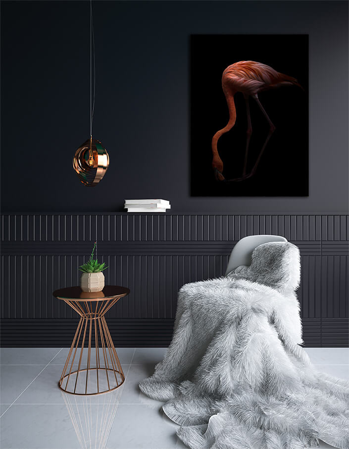 WEB003 0003 MP 0006 28009284 Nice American flamingo bird in the dark AOAY6446