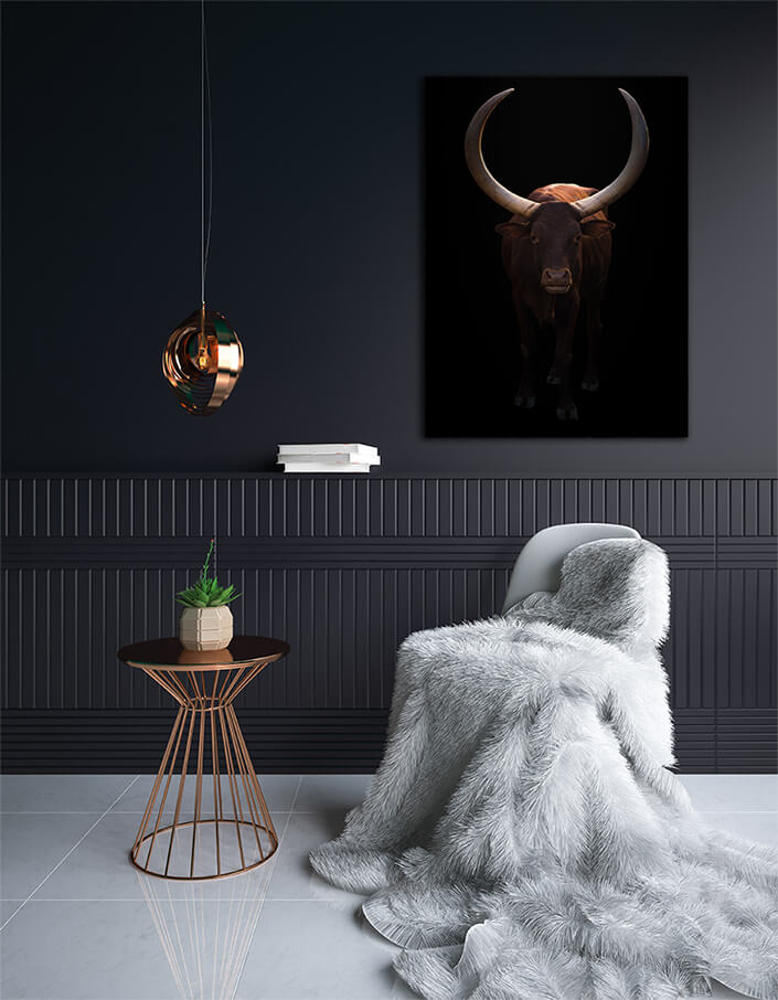 WEB003 0004 MP 0005 28633178 female ankole watusi in dark background AOAY6452