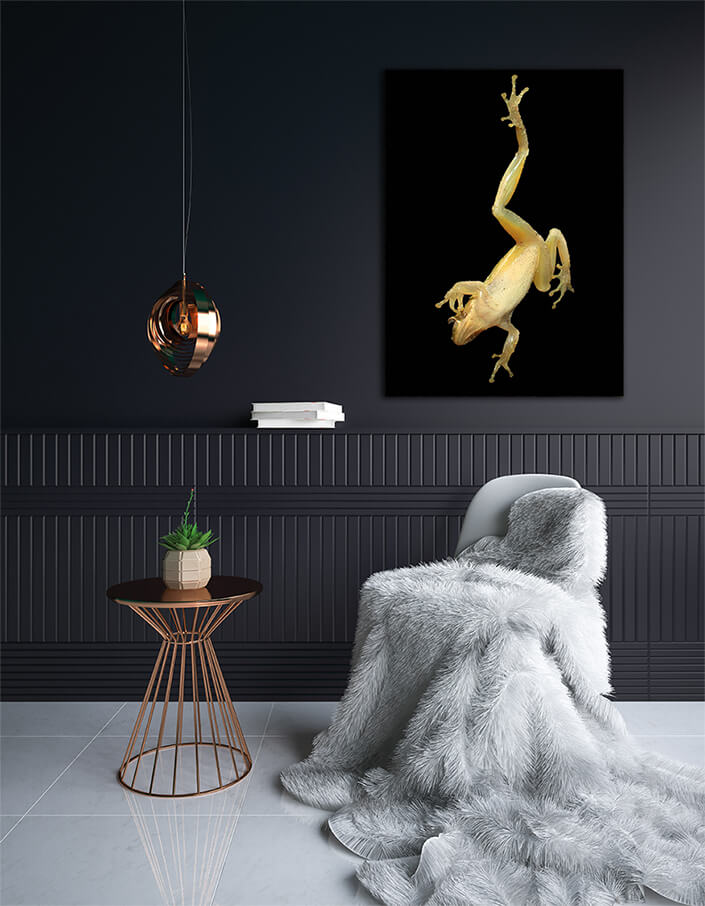 WEB003 0008 MP 0001 2901703 frog on a window AOAY6653