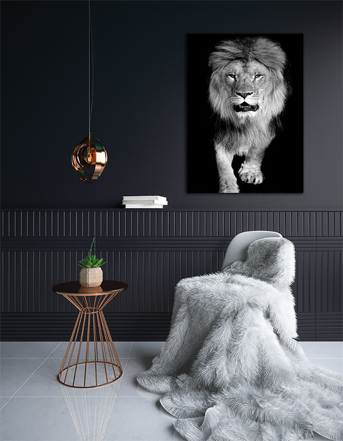 WEB003 0014 MP 0022 22503926 lion on dark background AOAY5524