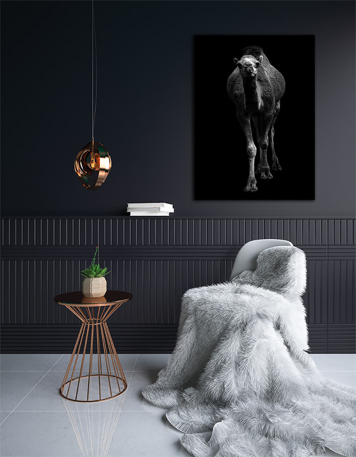 WEB003 0025 MP 0011 27815544 arabian camel standing in dark background AOAY6434