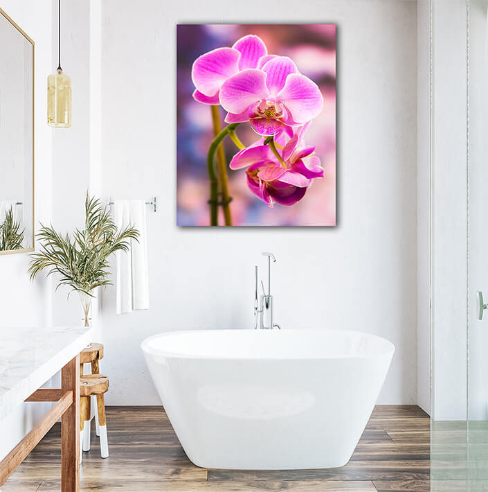 WEB003 0056 Mockups 0026 14505646 beautiful pink orchid phalaenopsis AOAY7511
