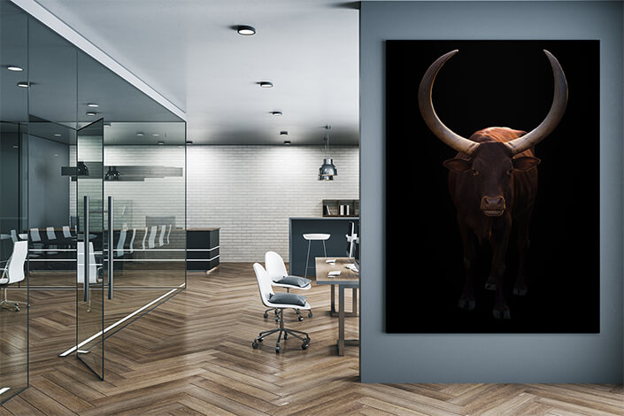 WEB004 0004 MP 0005 28633178 female ankole watusi in dark background AOAY6452