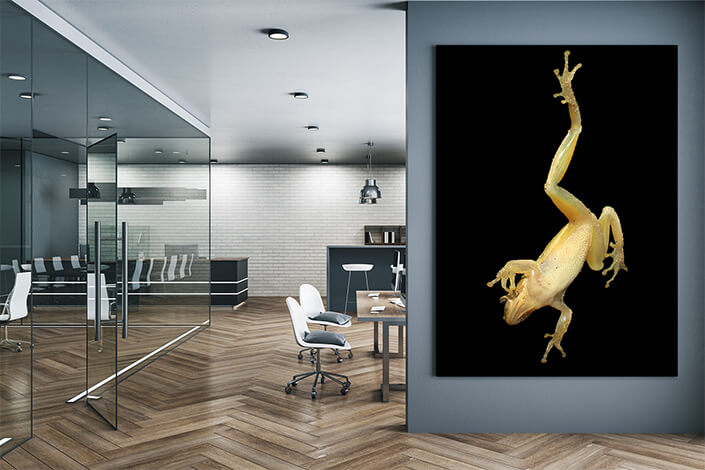 WEB004 0008 MP 0001 2901703 frog on a window AOAY6653