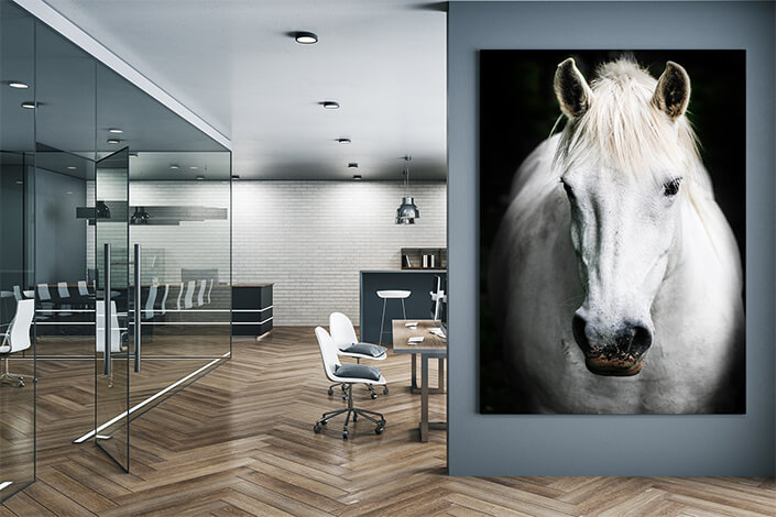 WEB004 0009 MP 0027 20608456 A white horse AOAY6127