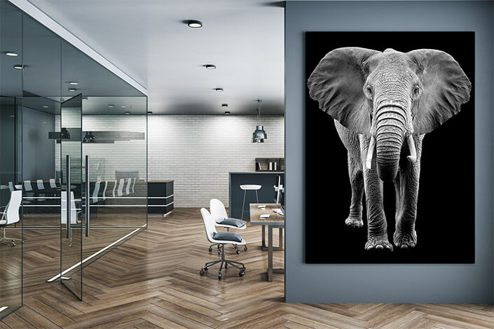 WEB004 0011 MP 0025 22503846 elephant on dark background AOAY5518