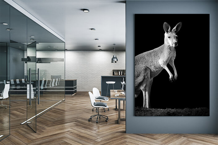 WEB004 0015 MP 0021 22503928 kangaroo on dark background AOAY6795