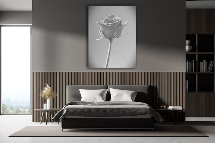 WEB004 0017 Mockups 0001 35543174 Close up of pink rose on blue background AOAY7540