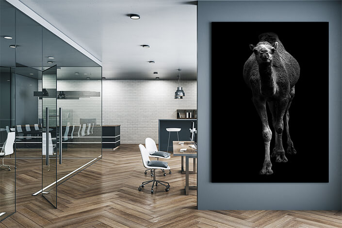 WEB004 0025 MP 0011 27815544 arabian camel standing in dark background AOAY6434