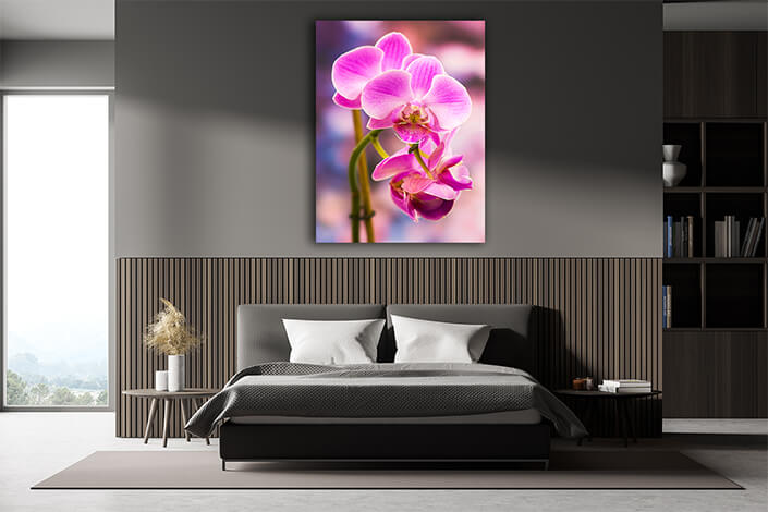 WEB004 0056 Mockups 0026 14505646 beautiful pink orchid phalaenopsis AOAY7511