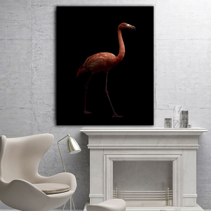 WEB005 0000 MP 0009 28009248 american flamingo bird in dark background AOAY6442