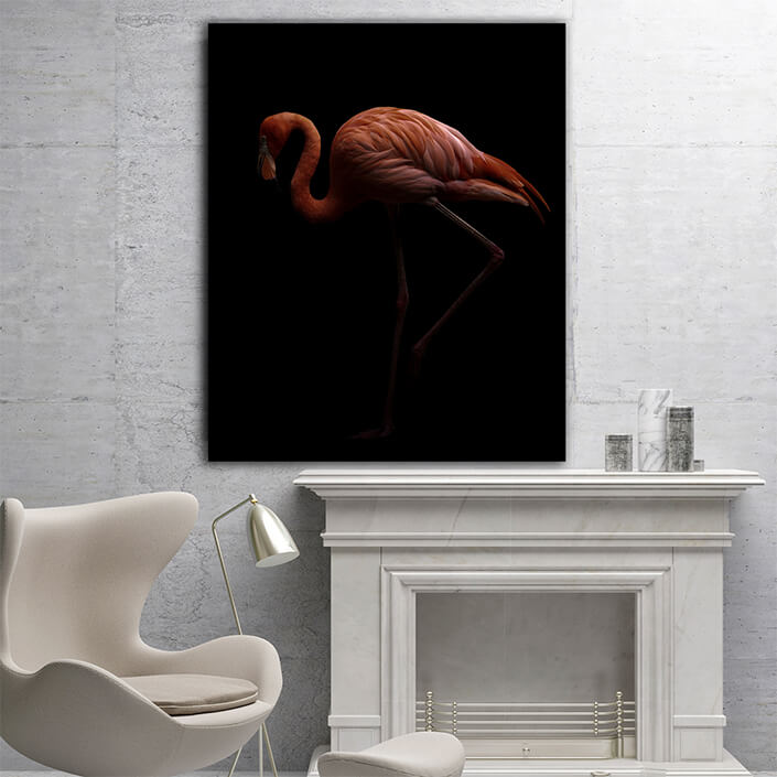WEB005 0001 MP 0008 28009262 american flamingo bird in dark background AOAY6443
