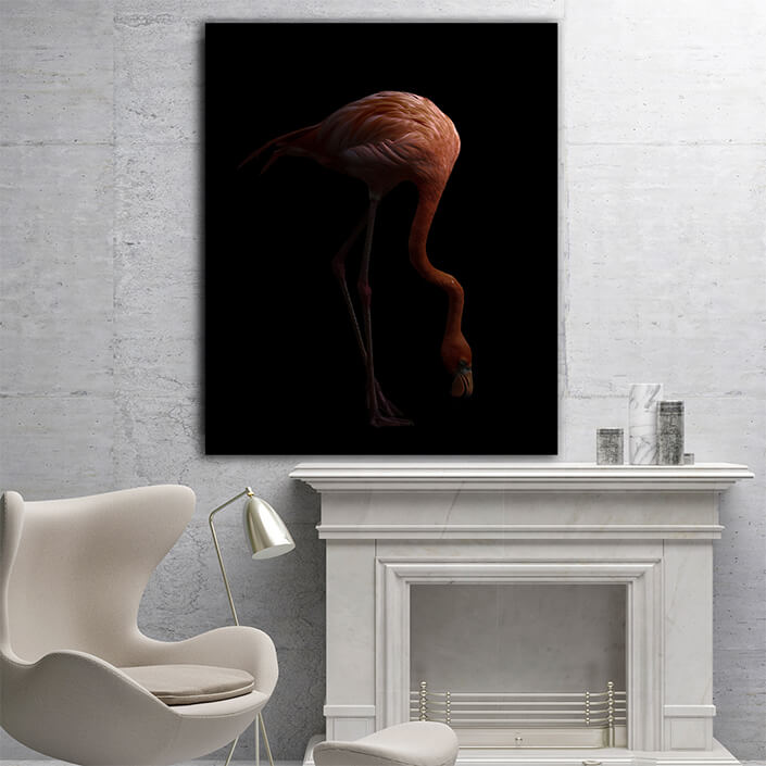WEB005 0002 MP 0007 28009268 The american flamingo bird in the dark AOAY6445
