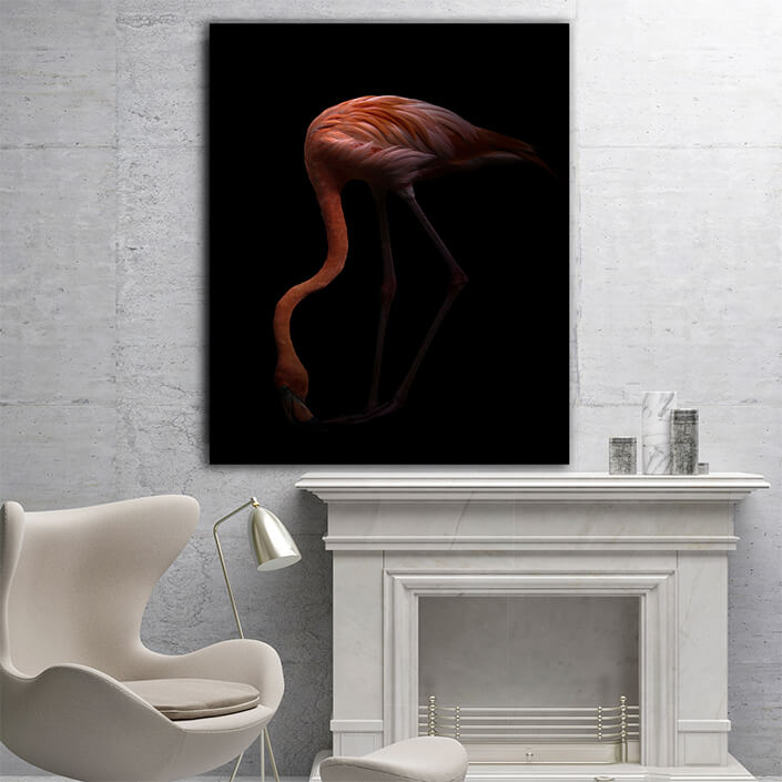 WEB005 0003 MP 0006 28009284 Nice American flamingo bird in the dark AOAY6446