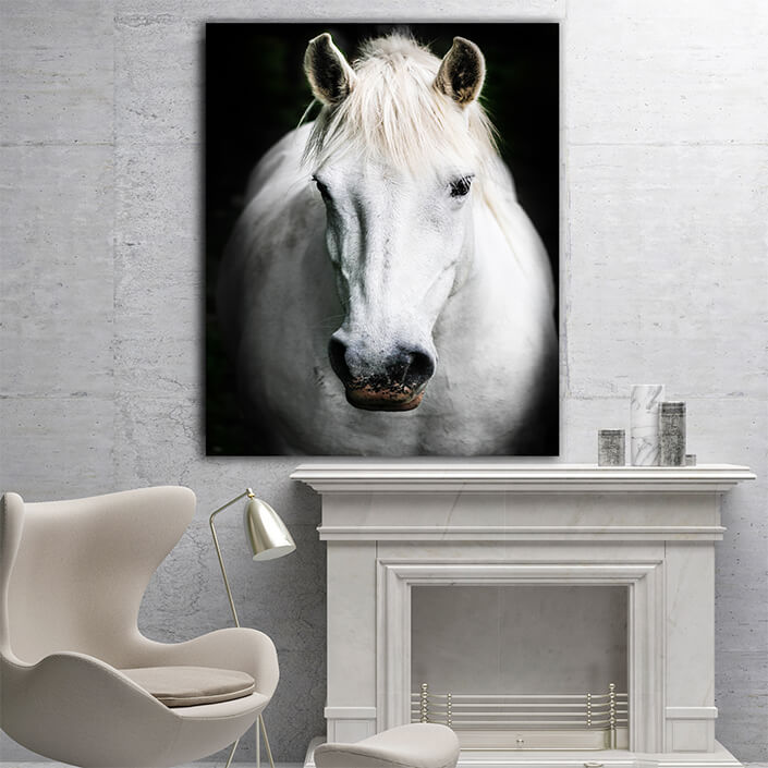 WEB005 0009 MP 0027 20608456 A white horse AOAY6127