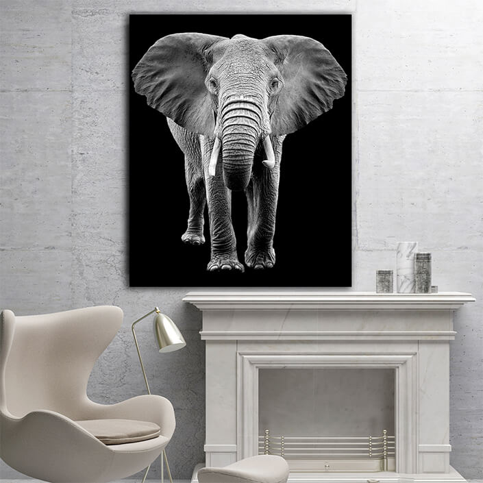 WEB005 0011 MP 0025 22503846 elephant on dark background AOAY5518