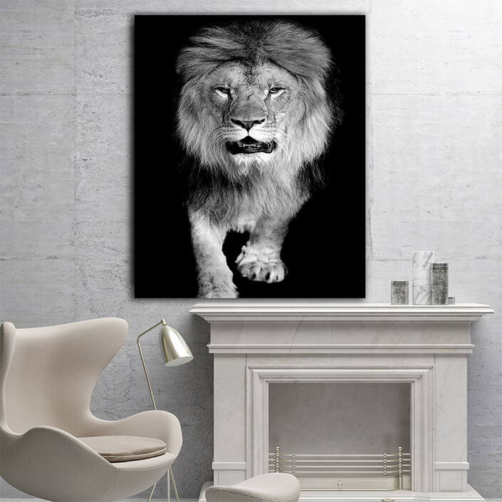 WEB005 0014 MP 0022 22503926 lion on dark background AOAY5524