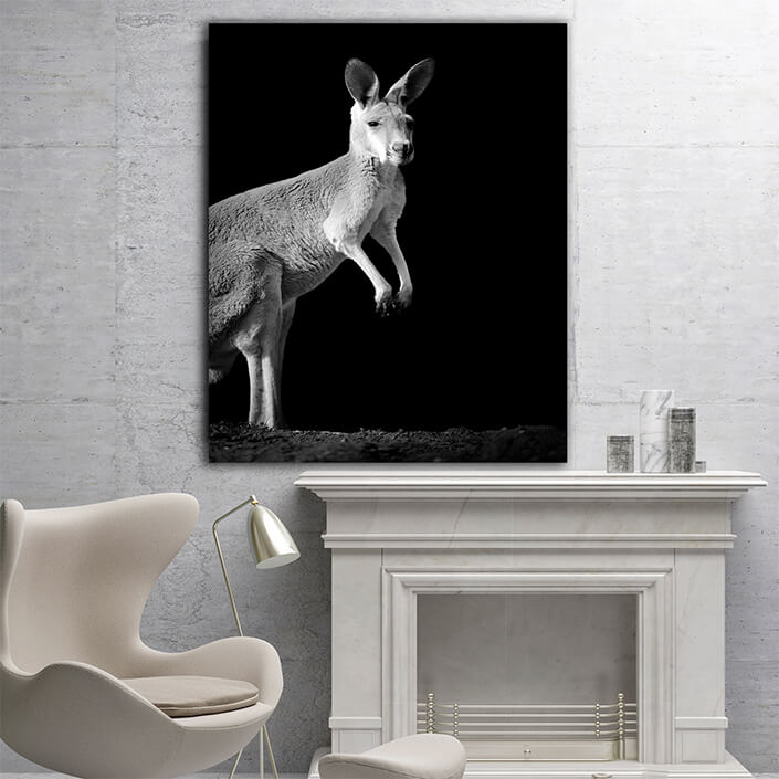 WEB005 0015 MP 0021 22503928 kangaroo on dark background AOAY6795