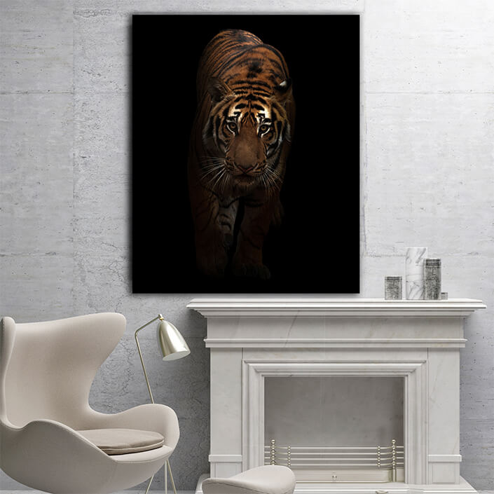 WEB005 0021 MP 0015 27803470 bengal tiger in the dark AOAY6821