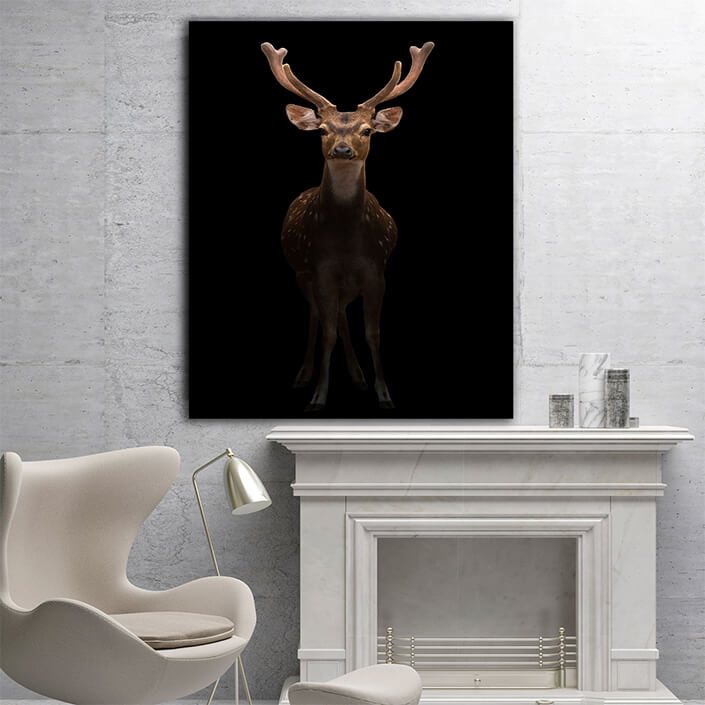 WEB005 0022 MP 0014 27815352 male axis deer in the dark AOAY6827