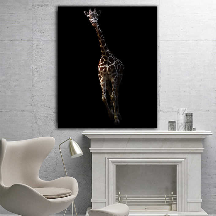 WEB005 0023 MP 0013 27815378 giraffe standing in the dark AOAY6828