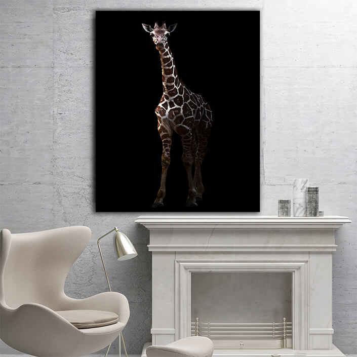 WEB005_0024_MP_0012_27815386_giraffe standing in the dark AOAY4633