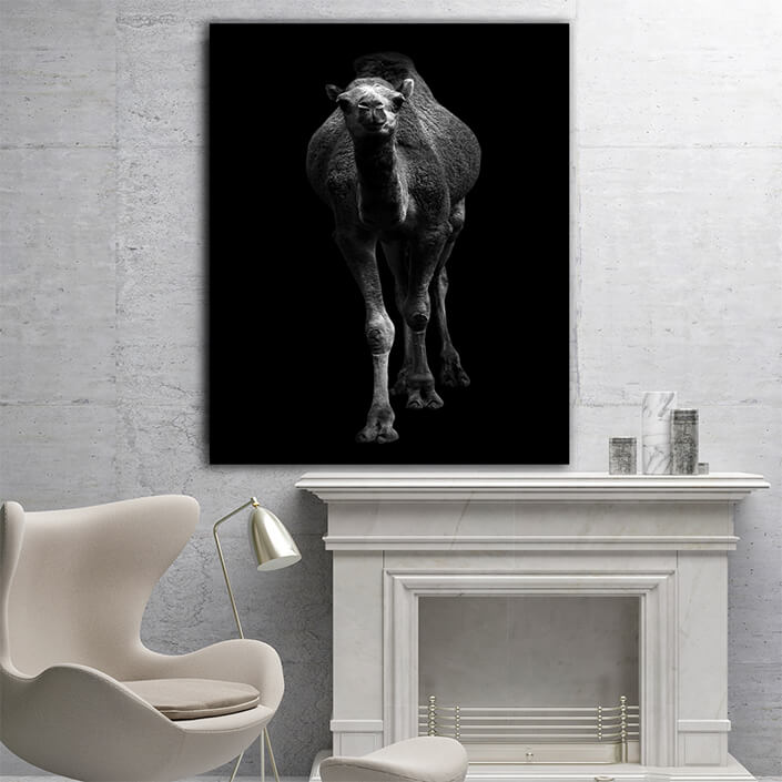 WEB005 0025 MP 0011 27815544 arabian camel standing in dark background AOAY6434