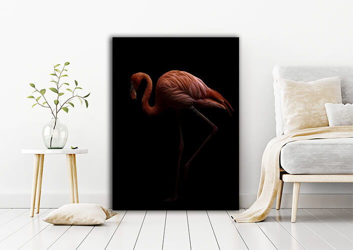 WEB006 0001 MP 0008 28009262 american flamingo bird in dark background AOAY6443