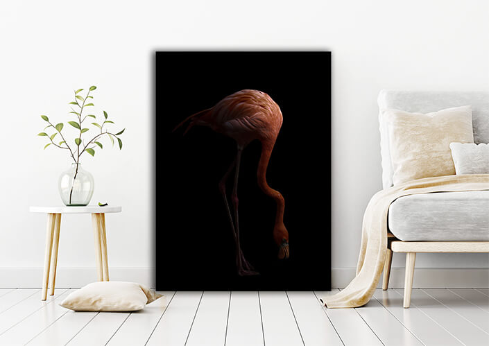 WEB006 0002 MP 0007 28009268 The american flamingo bird in the dark AOAY6445