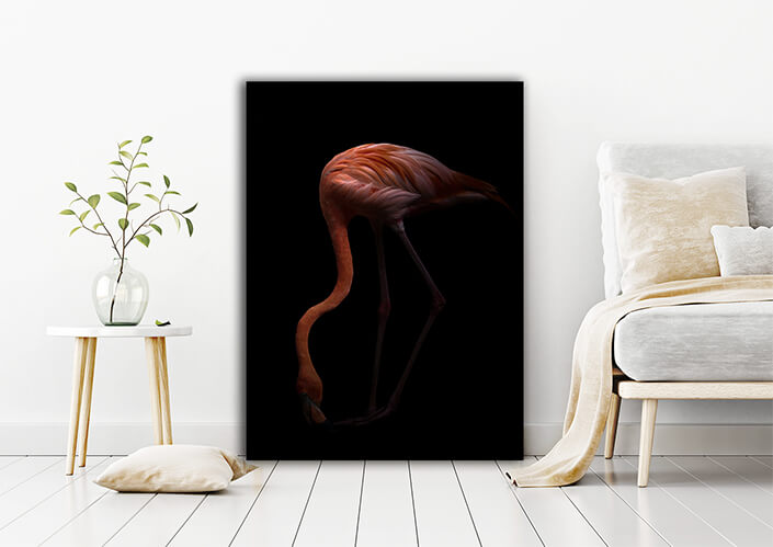 WEB006 0003 MP 0006 28009284 Nice American flamingo bird in the dark AOAY6446