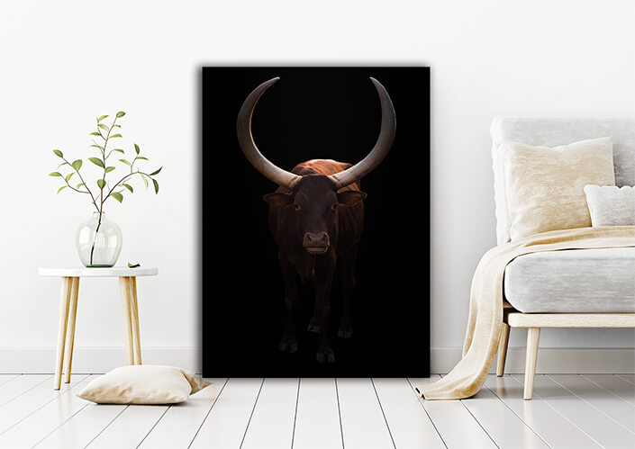 WEB006 0004 MP 0005 28633178 female ankole watusi in dark background AOAY6452