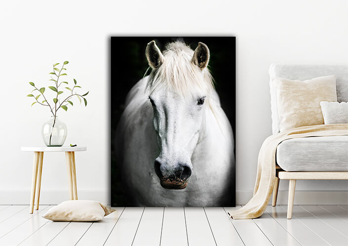 WEB006 0009 MP 0027 20608456 A white horse AOAY6127