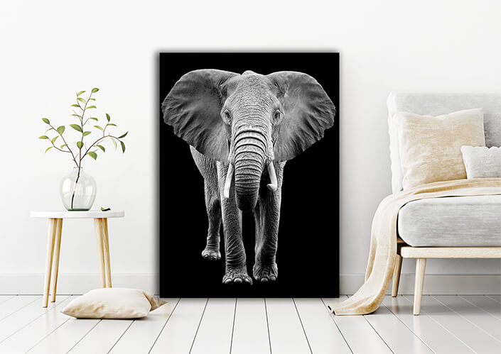 WEB006 0011 MP 0025 22503846 elephant on dark background AOAY5518