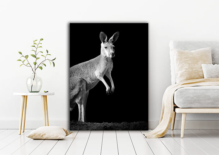 WEB006 0015 MP 0021 22503928 kangaroo on dark background AOAY6795